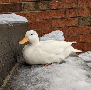 Meet your Posher, Kaylee